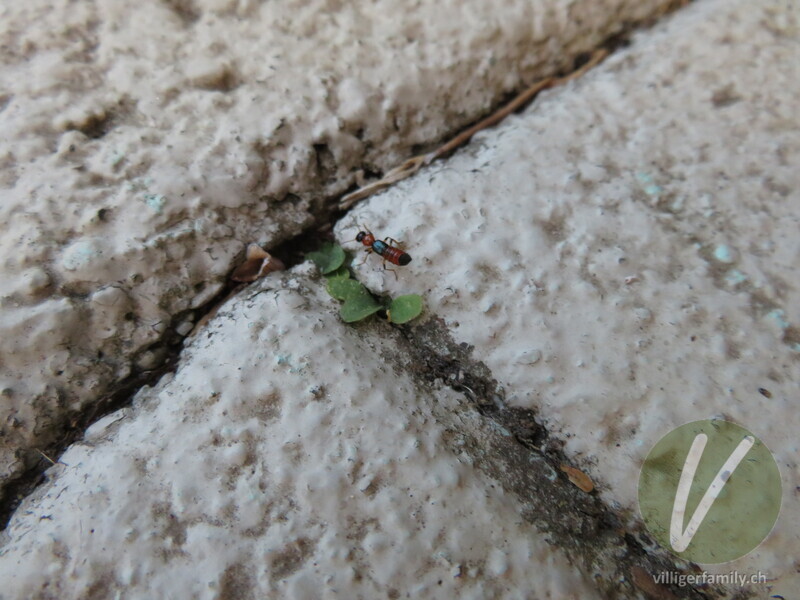 Uferkurzflügler: Übersicht